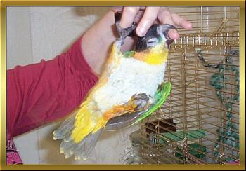 Mango